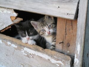 benefits of feral cats