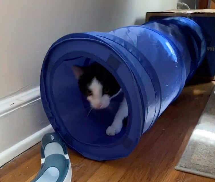 Frisco Cat Chute Toy from chewy