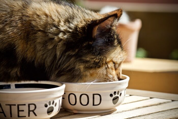 where to put your cats food and water bowl