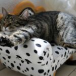 signs that your cat has arthritis