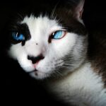 Conjunctivitis in Cats