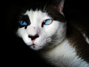 Conjunctivitis in Cats