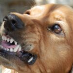 Most Common Dog Breeds That Bite
