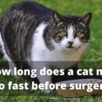 How long does a cat need to fast before surgery?