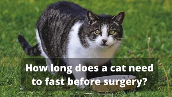 How long does a cat need to fast before surgery?