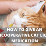 HOW TO GIVE AN UNCOOPERATIVE CAT LIQUID MEDICATION