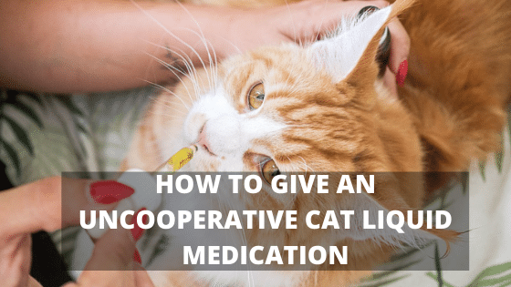 HOW TO GIVE AN UNCOOPERATIVE CAT LIQUID MEDICATION The Kitty Expert