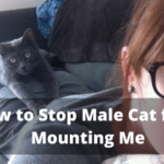 How to Stop Male Cat from Mounting Me