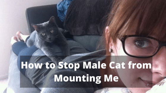 How to Stop Male Cat from Mounting Me