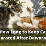 How Long to Keep Cats Separated After Deworming?