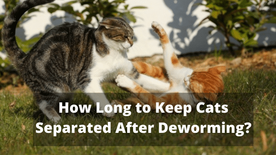 How Long to Keep Cats Separated After Deworming ...