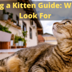 buying a kitten what to look for