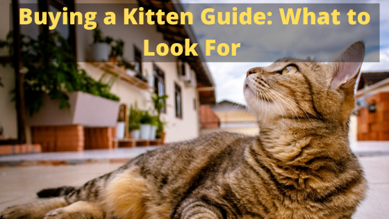 buying a kitten what to look for