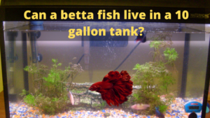 Can a betta fish live in a 10 gallon tank