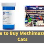 Where to Buy Methimazole for Cats