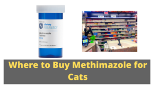 Where to Buy Methimazole for Cats