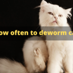 How often to deworm cats