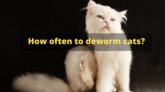 How often to deworm cats