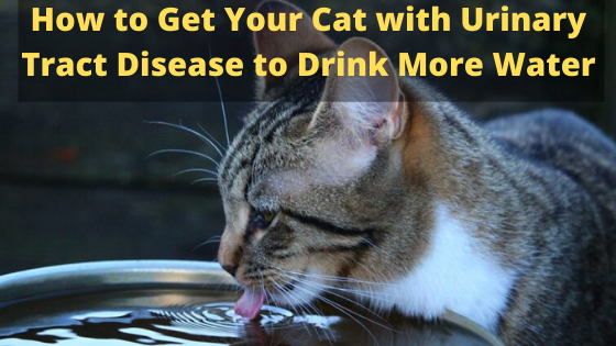 How to Get Your Cat with Urinary Tract Disease to Drink More Water