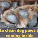How to clean dog paws before coming inside
