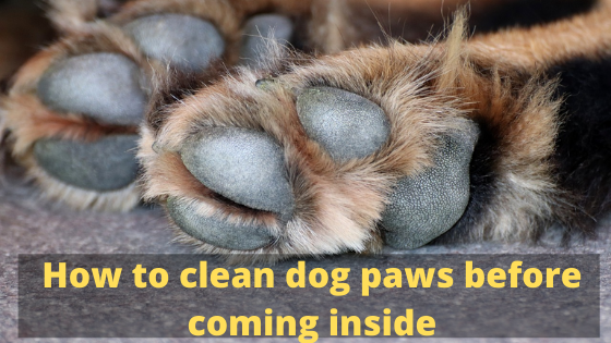 How to clean dog paws before coming inside