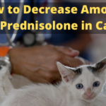 How to Decrease Amount of Prednisolone in Cats