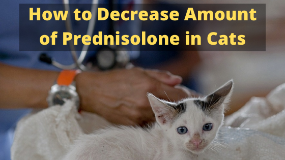 How to Decrease Amount of Prednisolone in Cats