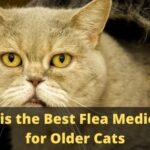 What is the Best Flea Medication for Older Cats