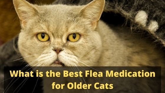 What is the Best Flea Medication for Older Cats