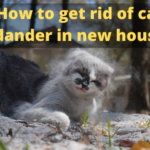 How to get rid of cat dander in new house