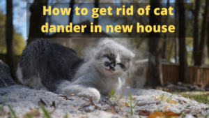 How to get rid of cat dander in new house