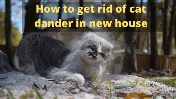 How to get rid of cat dander in new house