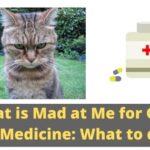 My Cat is Mad at Me for Giving Her Medicine