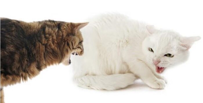 cat behavior you should worry about