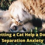 Will Getting a Cat Help a Dog With Separation Anxiety