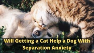 Will Getting a Cat Help a Dog With Separation Anxiety