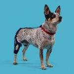 dog knee brace acl