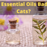Are Essential Oils Bad for Cats?