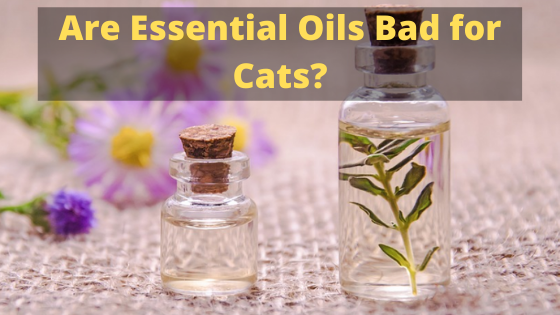 Are Essential Oils Bad for Cats?