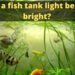 Can a fish tank light be too bright