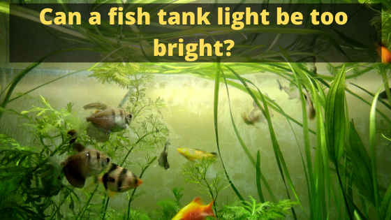 Can a fish tank light be too bright
