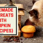 Homemade cat treats with pumpkin
