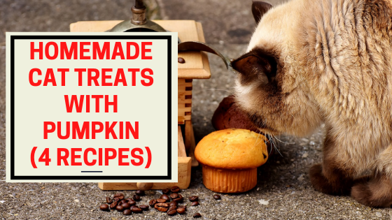 Homemade cat treats with pumpkin