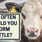 How Often Should You Worm Cattle