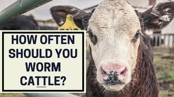 How Often Should You Worm Cattle