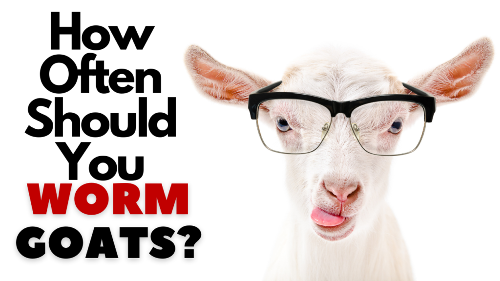 How Often Should You Worm Goats?
