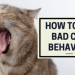 Cat Behaviors to Worry About and How to Get Rid of Them?