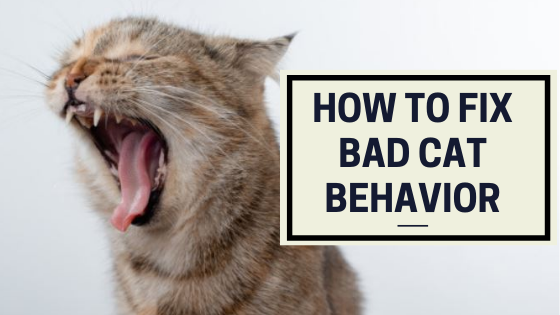 Cat Behaviors to Worry About and How to Get Rid of Them?