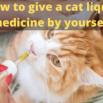 How to give a cat liquid medicine by yourself