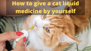 How to give a cat liquid medicine by yourself